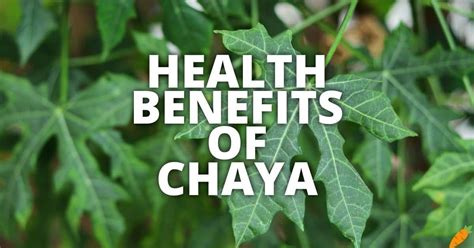 chaya plant benefits|is chaya good for you.